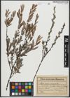 Foto von Salix purpurea L. x Salix repens L.